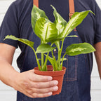 Dieffenbachia Camille 'Dumb Cane' - House Plant Shop