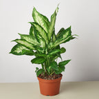 Dieffenbachia Camille 'Dumb Cane' - House Plant Shop