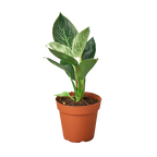 Philodendron 'Birkin'