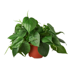 Philodendron Cordatum Heartleaf