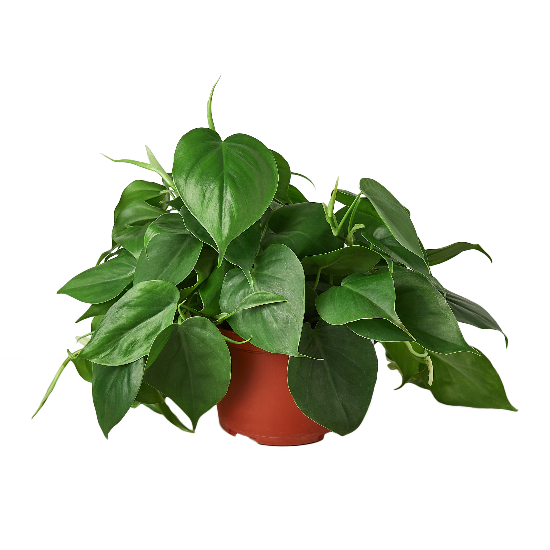 Philodendron Cordatum Heartleaf