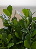 Clusia 'Princess' (Autograph Plant)