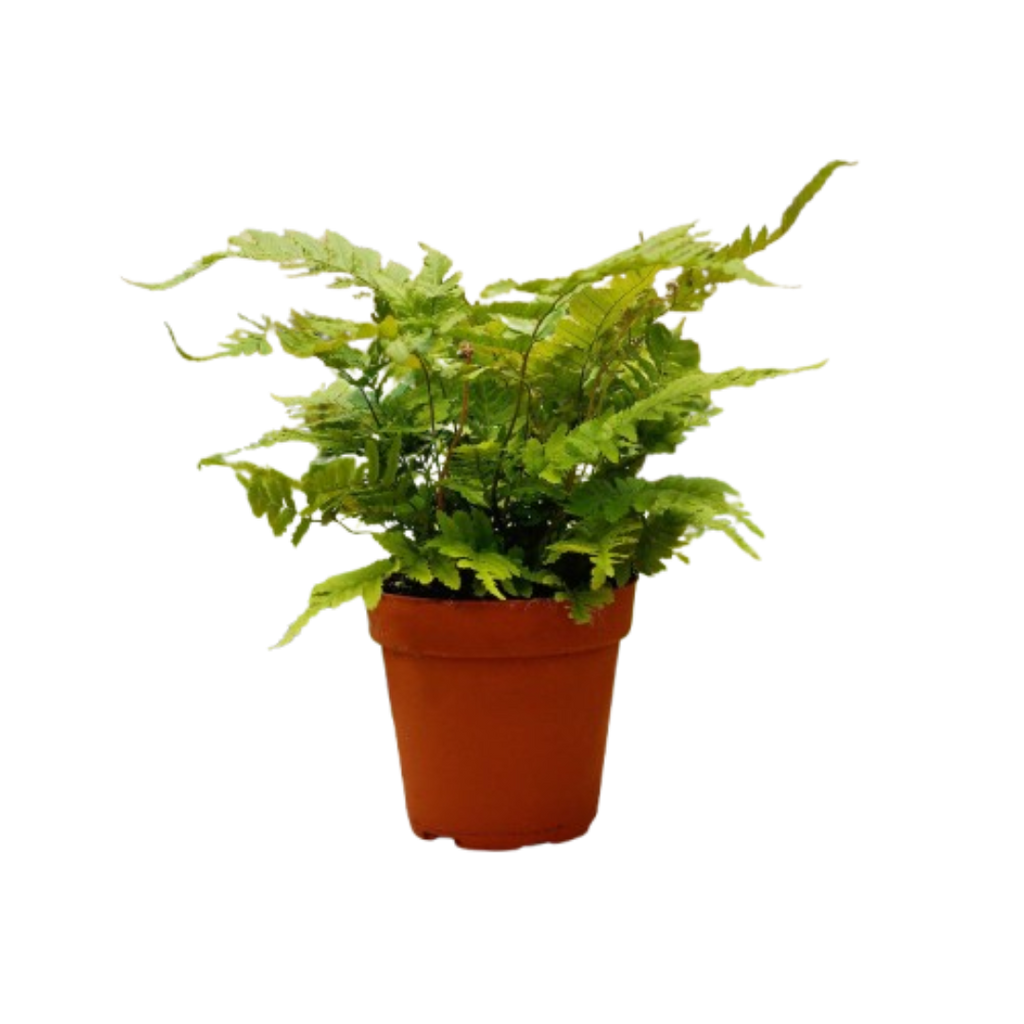 1 Pet Friendly Monthly Subscription Box