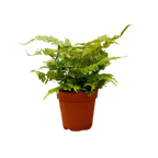 1 Pet Friendly Monthly Subscription Box