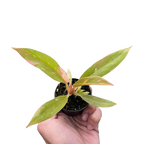 Philodendron Ring of Fire Variegated