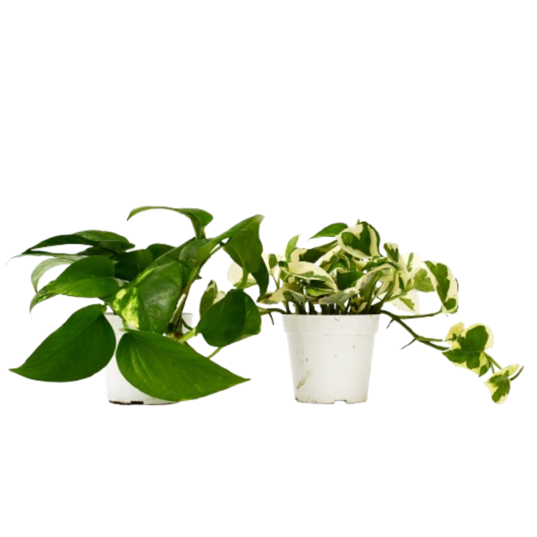 2 Pothos Variety Pack - 4" Pot