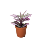 Tradescantia 'Nanouk'