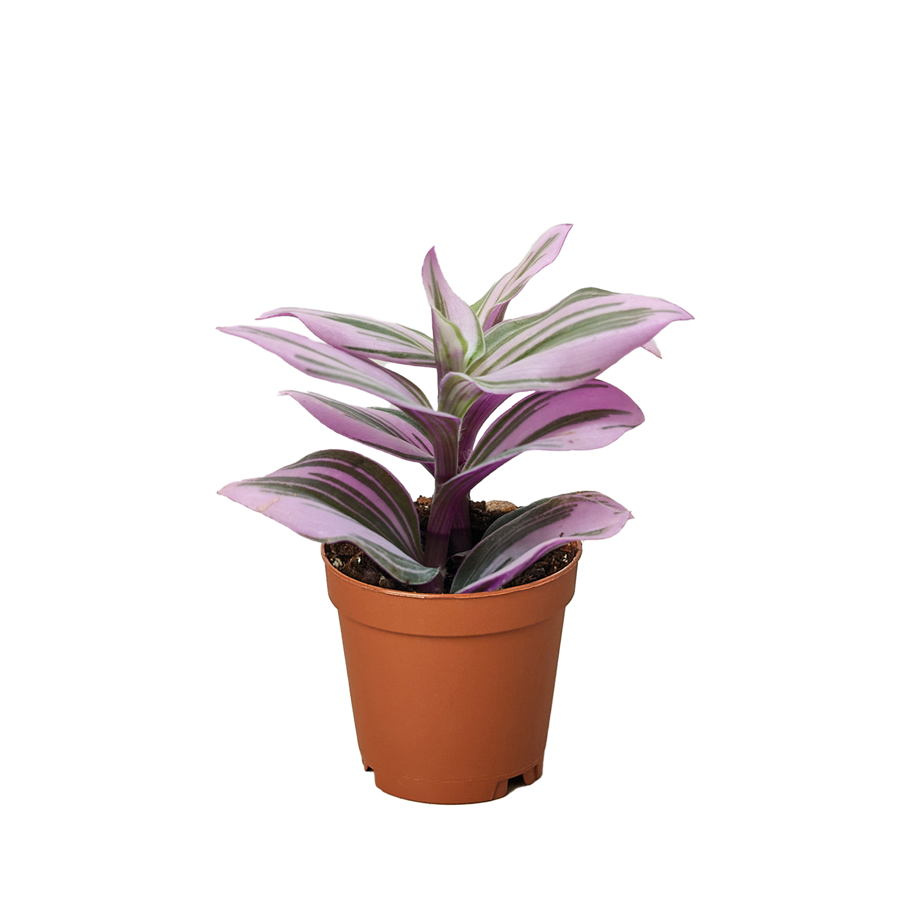 Tradescantia 'Nanouk'