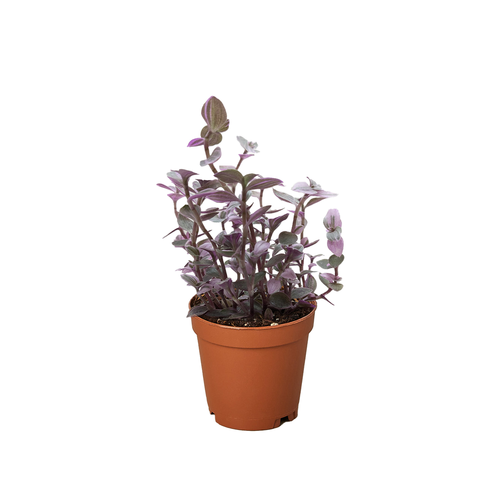 Tradescantia Callisia 'Pink Panther'