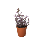 Tradescantia Callisia 'Pink Panther'