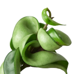 Hoya Rope Plant