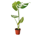 Monstera 'Thai Constellation'