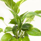 Pothos 'Golden'