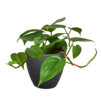 Philodendron Cordatum Heartleaf