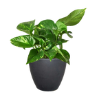Pothos 'Golden'