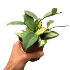 Hoya Carnosa 'Krimson Princess'