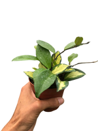 Hoya Carnosa 'Krimson Princess'