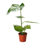 Monstera 'Thai Constellation'