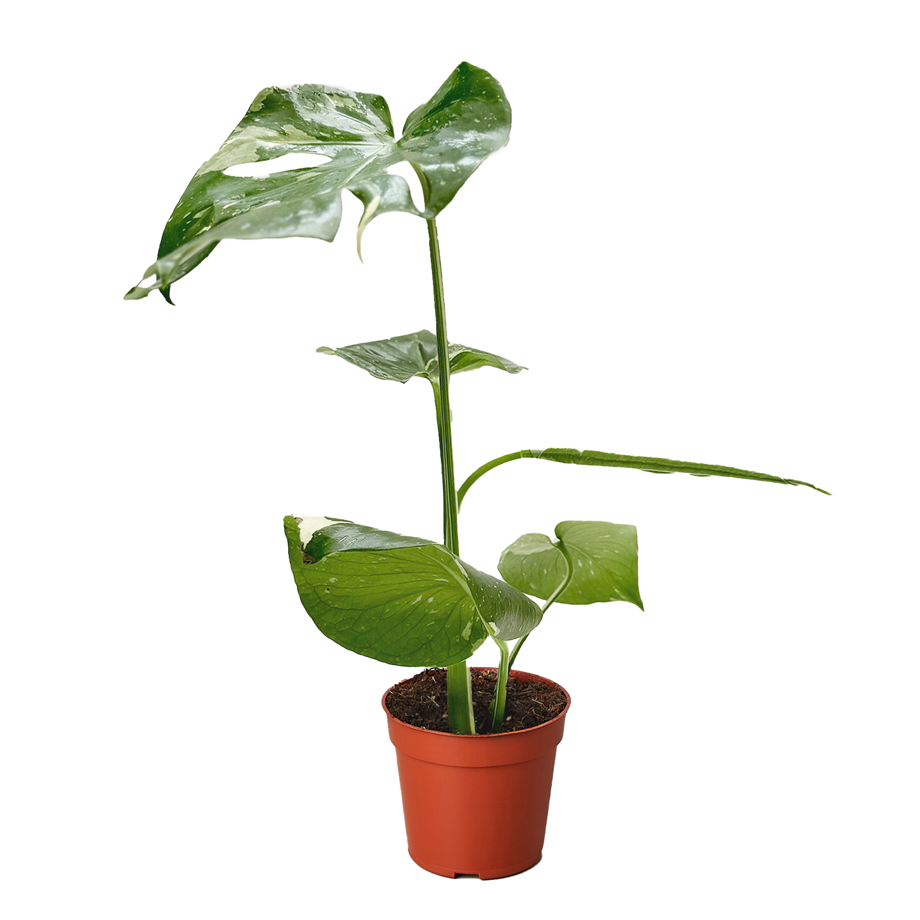 Monstera 'Thai Constellation'