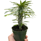 Pachypodium 'lamerei' (Madagascar Palm)