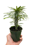 Pachypodium 'lamerei' (Madagascar Palm)