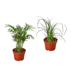 2 Palm Variety Pack / 4" Pots / Live Plant / House Plant