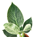 Philodendron 'Birkin'