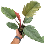 Philodendron Choco Empress