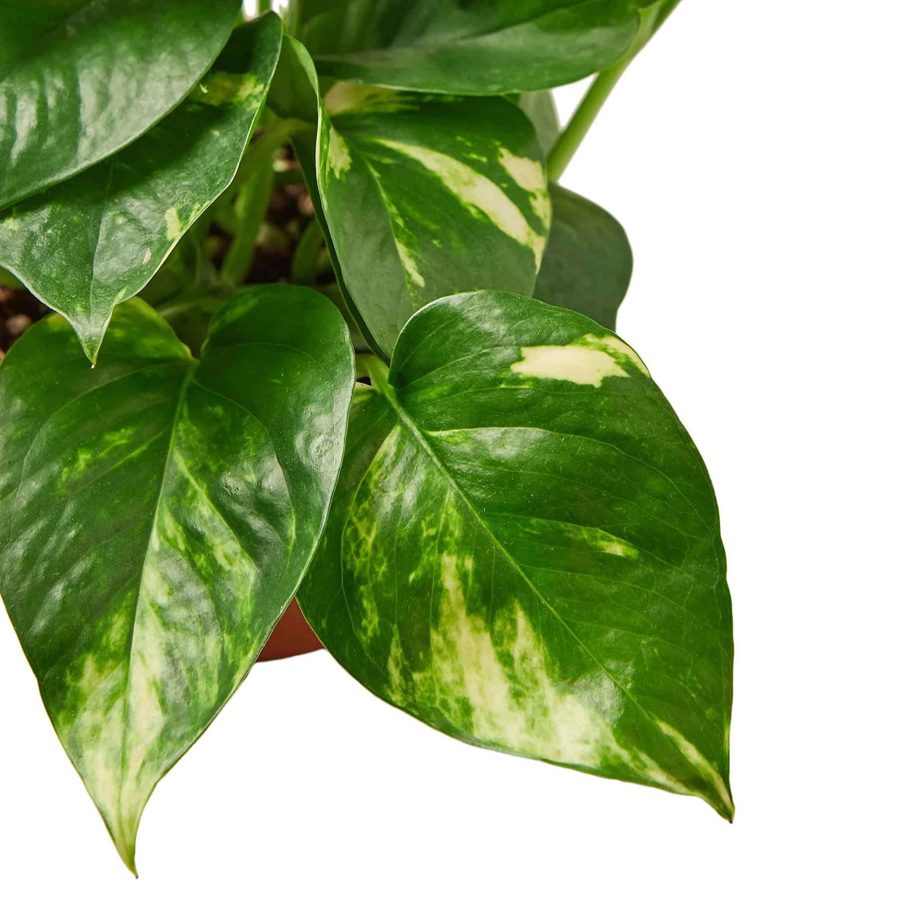 Pothos 'Golden'