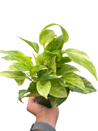 Pothos 'Neon Queen'