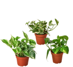 3 Pothos Variety Pack / 4" Pot / Live Plant / Home and Garden Plants