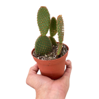 Opuntia 'Microdasys' (Bunny Ear Cactus)