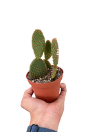 Opuntia 'Microdasys' (Bunny Ear Cactus)