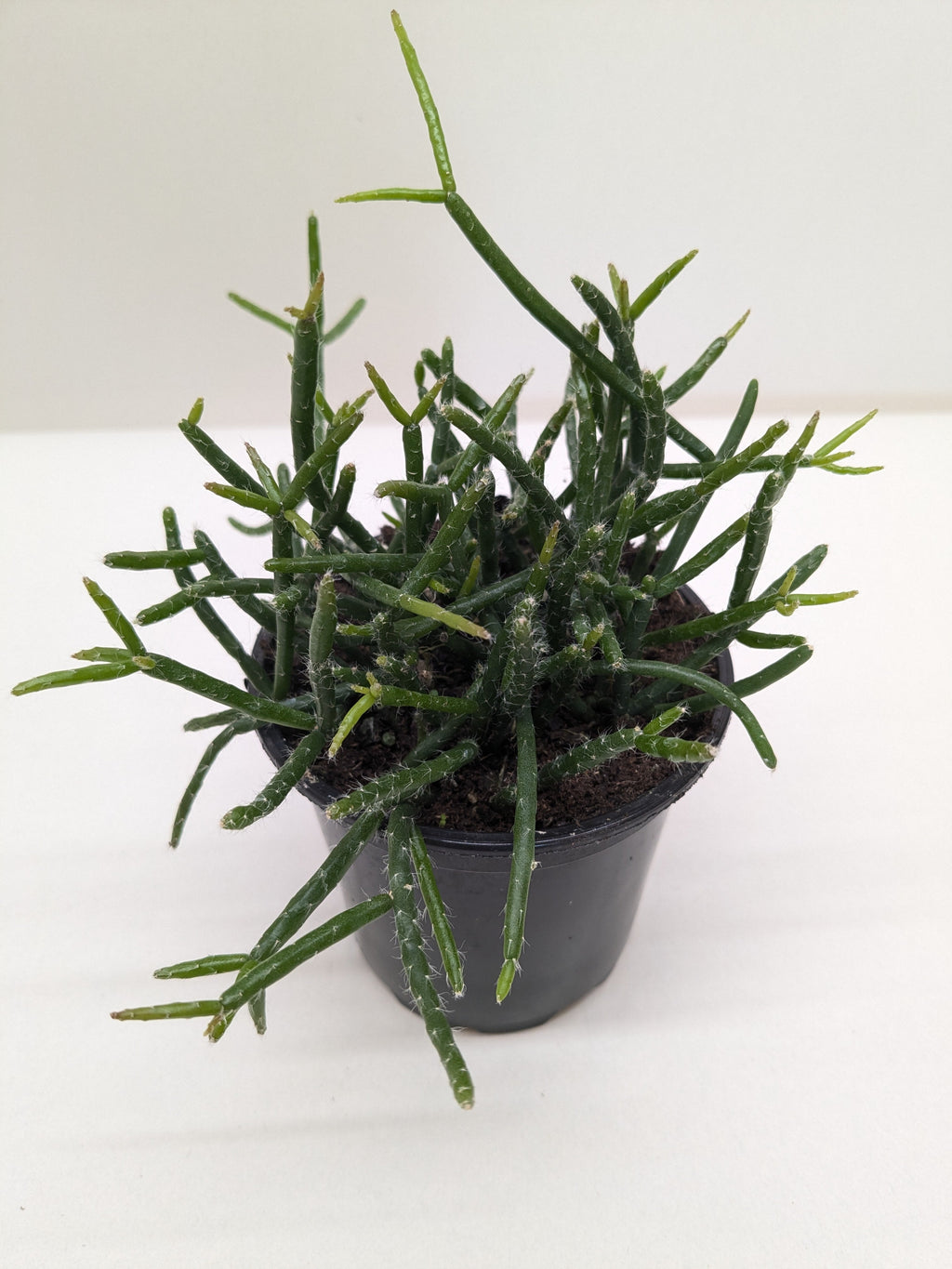 Succulent Cactus 'Mistletoe'