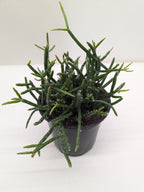 Succulent Cactus 'Mistletoe'