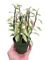 Variegated Devil's Backbone Euphorbia