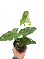 Syngonium 'Albo Variegata'