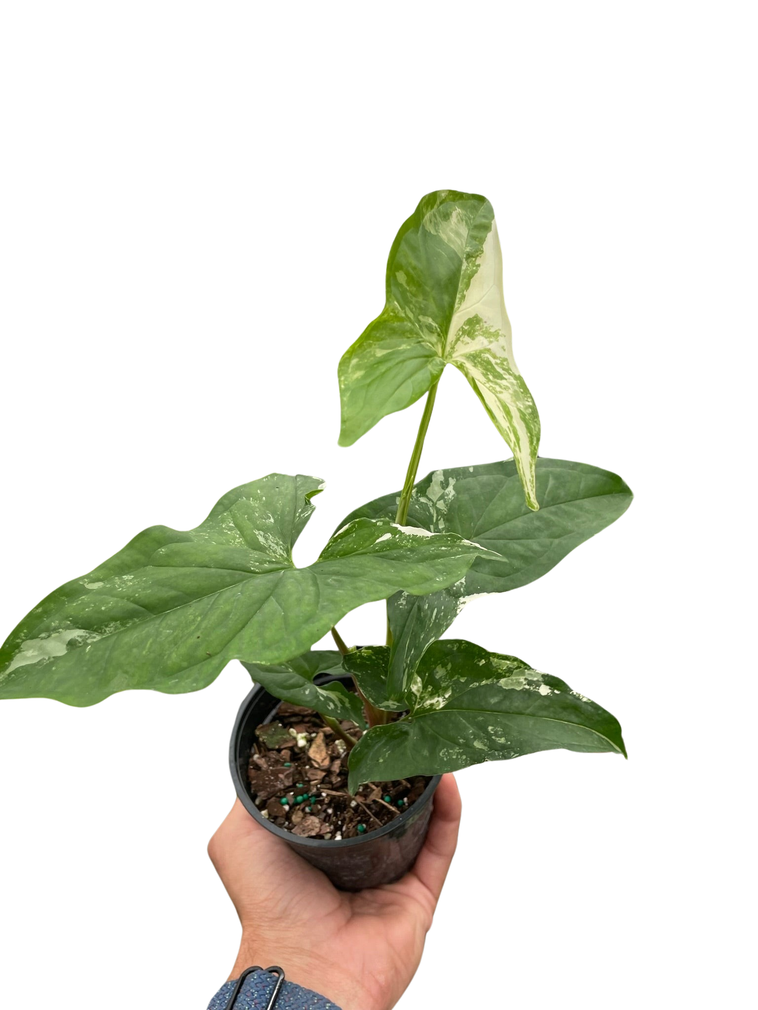 Syngonium 'Albo Variegata'