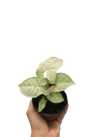 Syngonium 'Milk Confetti'