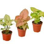 3 Different Syngonium Plants - Arrowhead Plants / 4" Pot / Live Plant