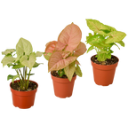 3 Different Syngonium Plants - Arrowhead Plants / 4" Pot / Live Plant