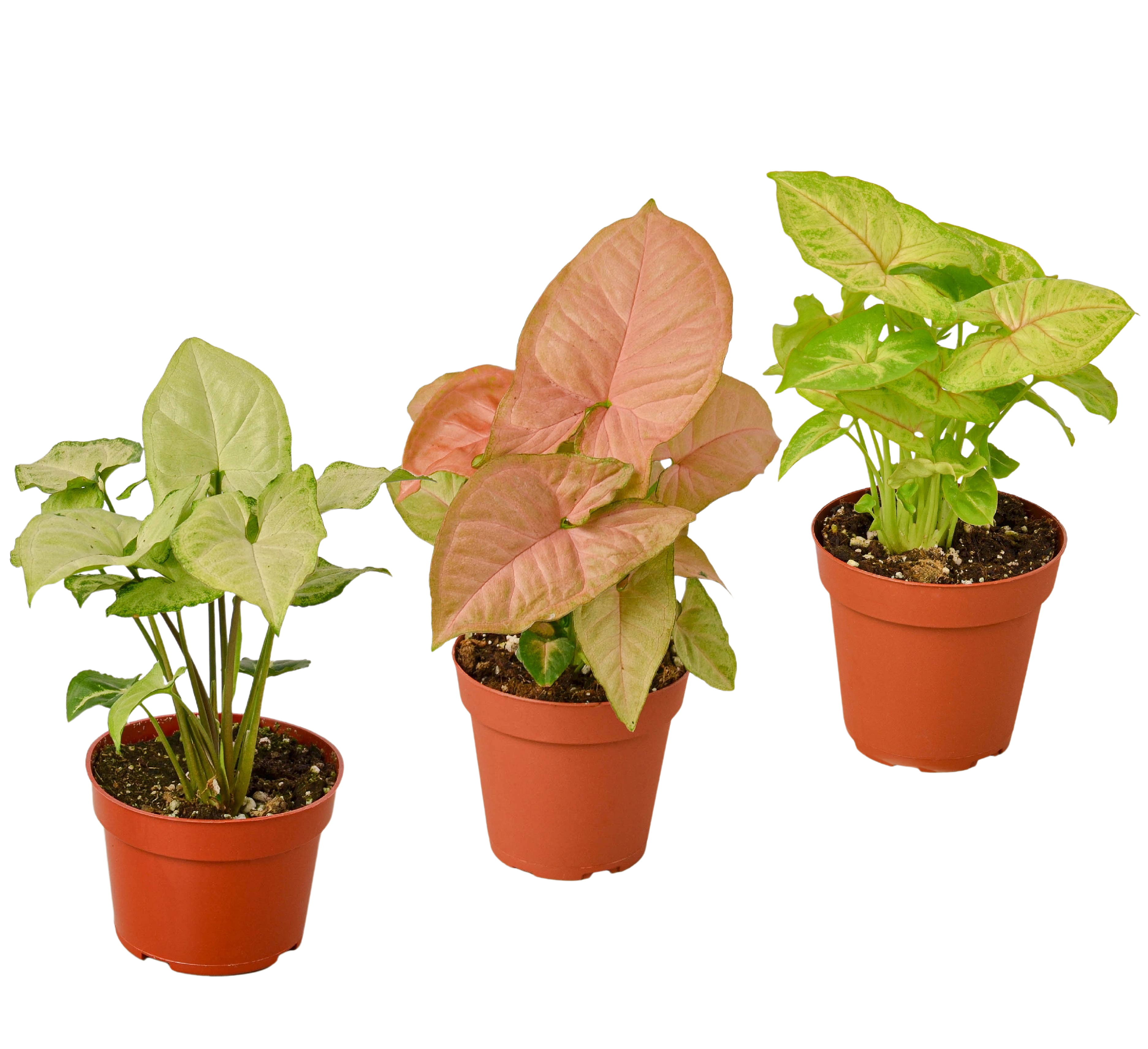 3 Different Syngonium Plants - Arrowhead Plants / 4" Pot / Live Plant