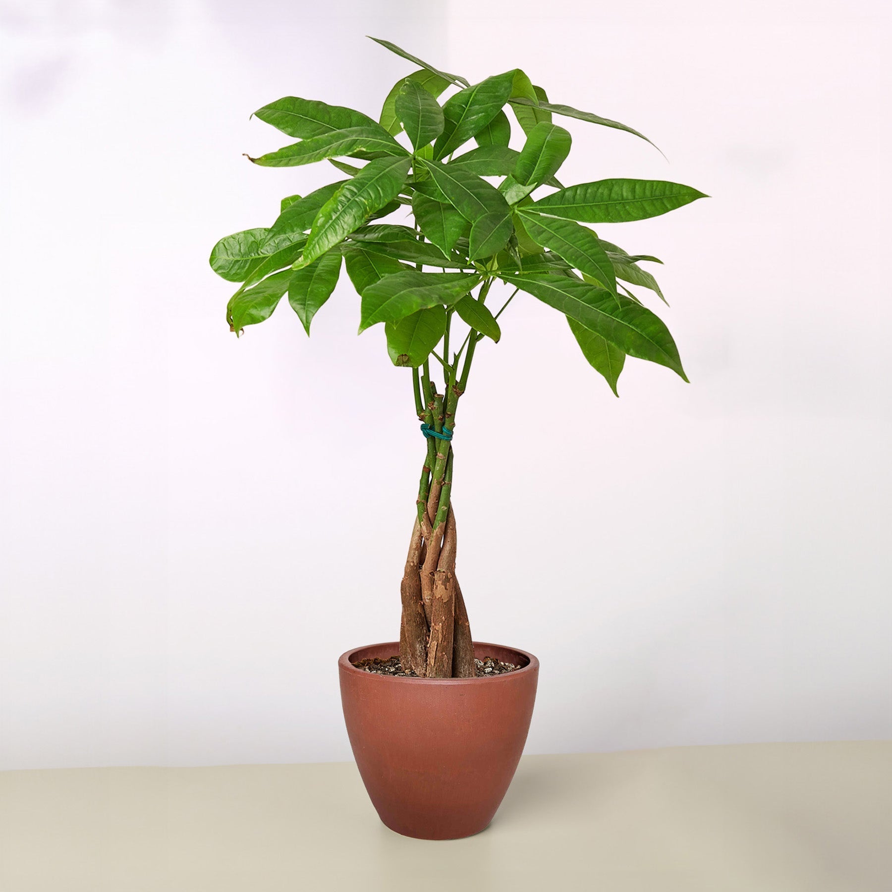 Money Tree 'Guiana Chestnut' Pachira Braid