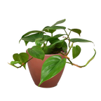 Philodendron Cordatum Heartleaf