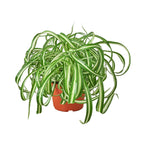 Spider Plant 'Bonnie'