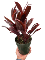 Cordyline 'Calypso Queen'