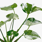 Monstera 'Thai Constellation'