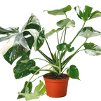 Monstera 'Thai Constellation'