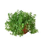 Nettle 'Baby's Tear'