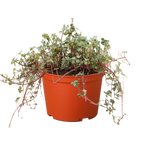 Nettle 'Silver Sparkle'